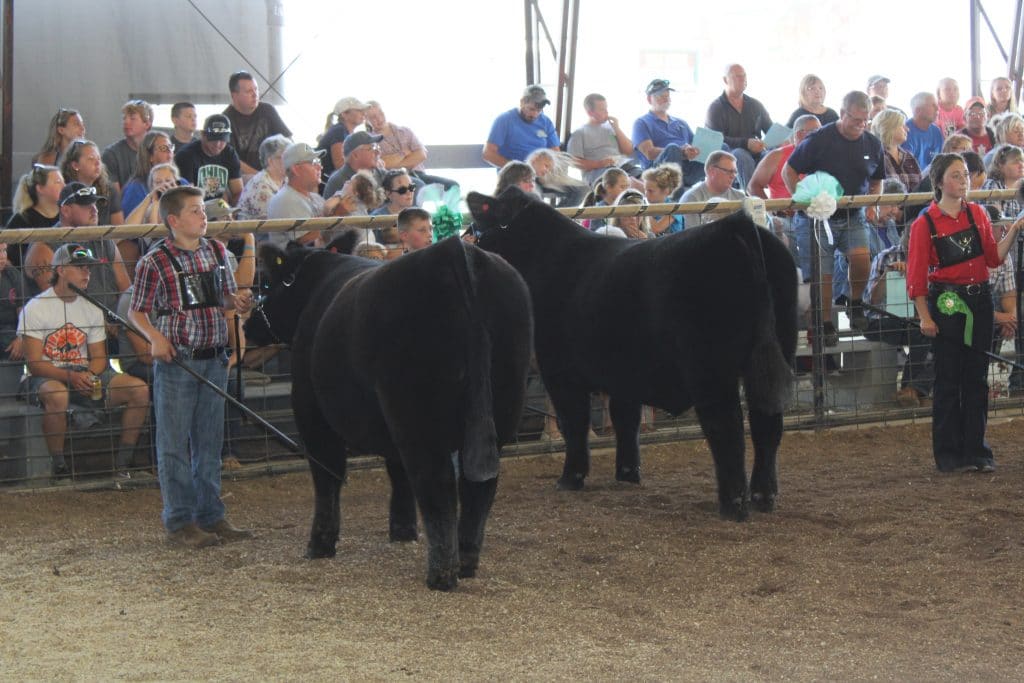 Market Beef Show โ Gallia County Jr. Fair Market Beef Show โ Gallia County Jr. Fair