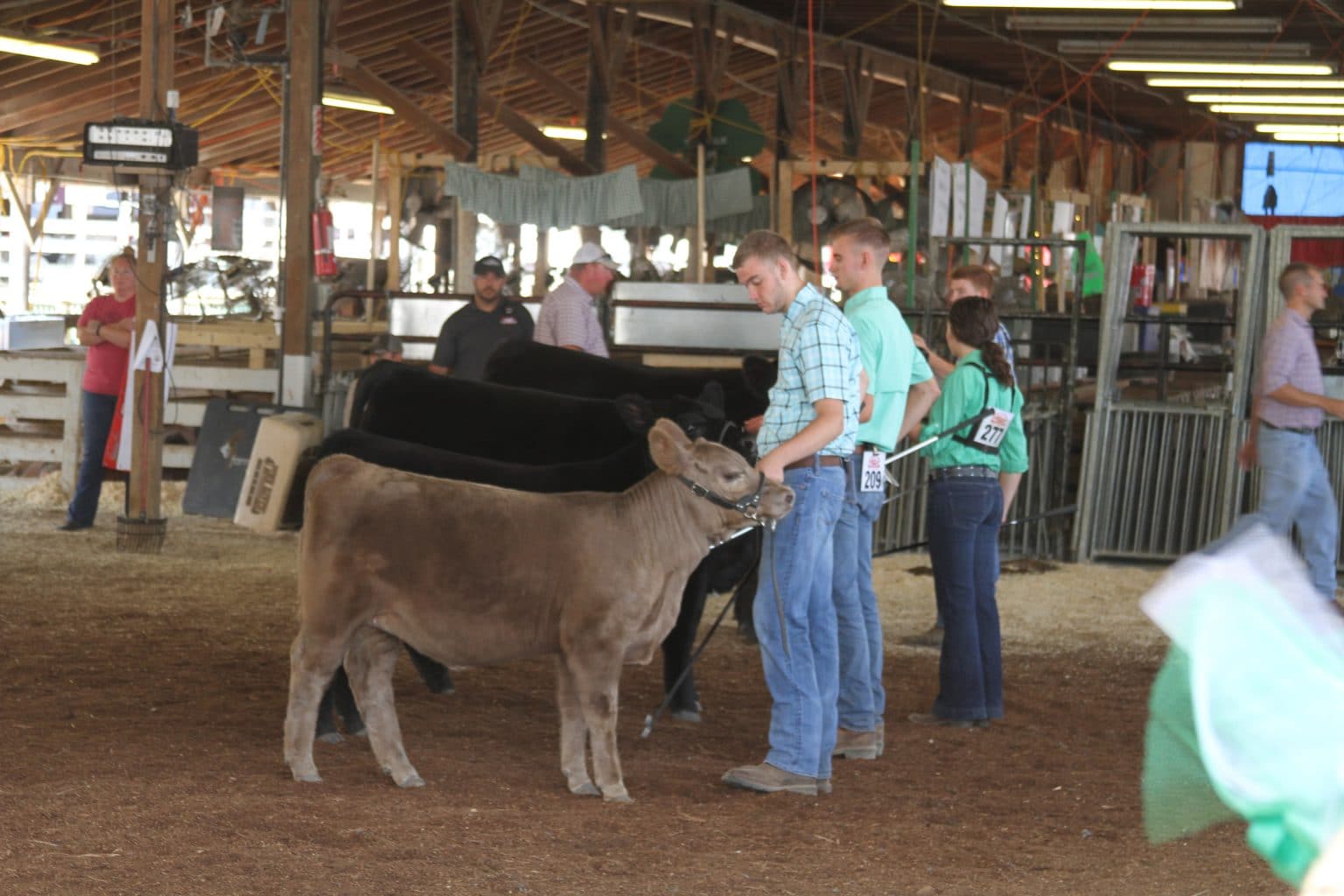 Dairy Show Gallia County Jr. Fair