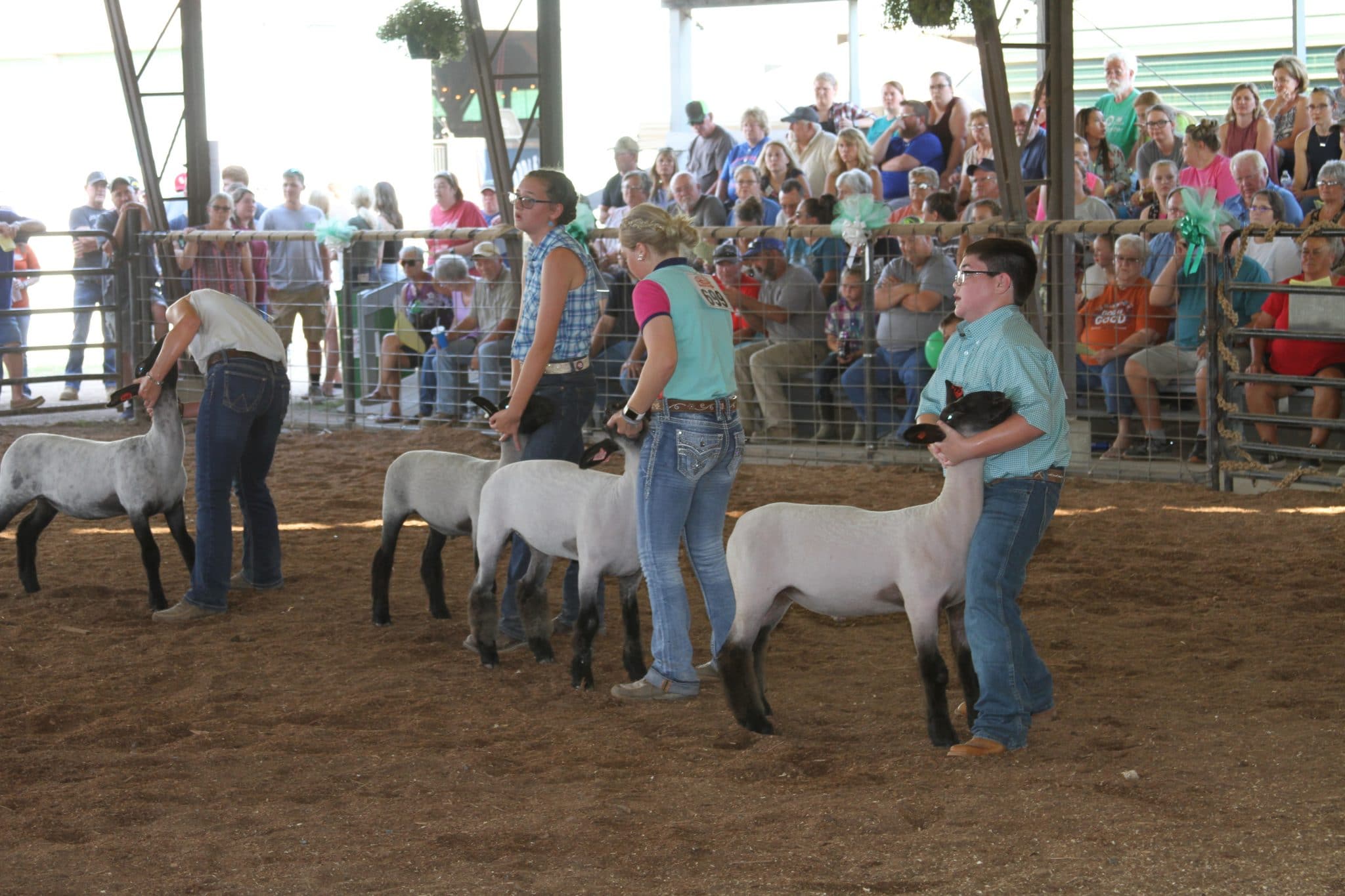 Sheep Showmanship โ Gallia County Jr. Fair Sheep Showmanship โ Gallia County Jr. Fair